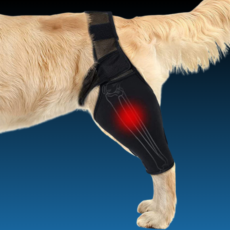 PawSupport Brace™