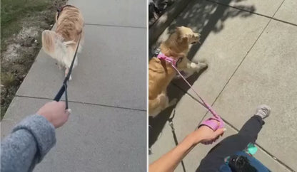 SafeStride™ Harness